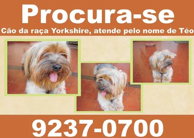 Cachorro ra a York Shire idade 7 a 11 meses nome Procuro e RECOMPENSO