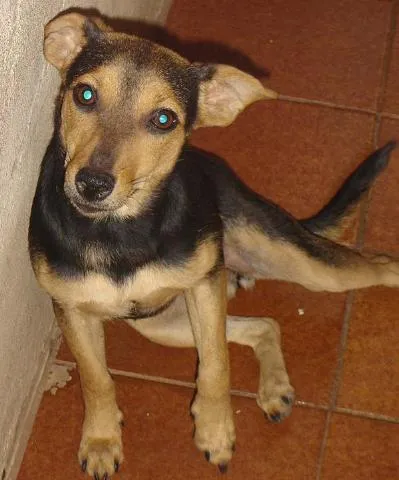 Cachorro ra a SRD idade 1 ano nome Kuro