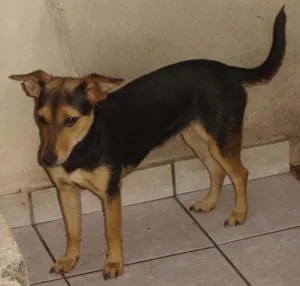 Cachorro raça SRD idade 1 ano nome Kuro