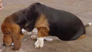 Cachorro raça Basset Hound idade 2 anos nome Procura e Gratifica