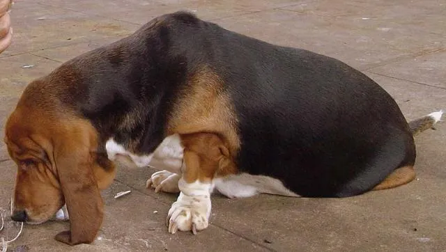 Cachorro ra a Basset Hound idade 2 anos nome Procura e Gratifica