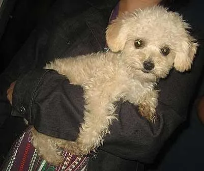 Cachorro ra a Poodle idade 7 a 11 meses nome Procura e Gratifica