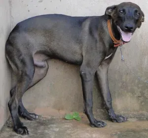 Cachorro raça SRD idade 7 a 11 meses nome Filho