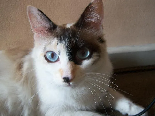 Gato ra a Sem raça definida idade 3 anos nome Nina