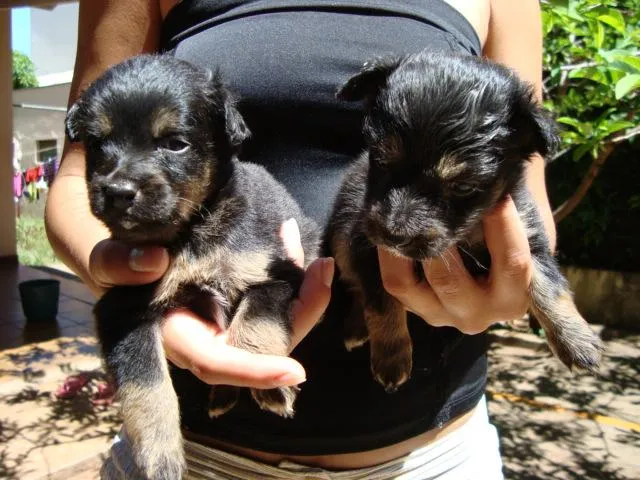 Cachorro ra a SRD idade Abaixo de 2 meses nome    DOAM-SE Filhotin