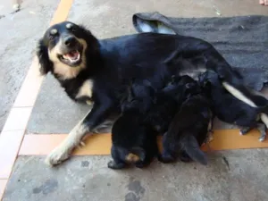 Cachorro raça SRD idade Abaixo de 2 meses nome    DOAM-SE Filhotin