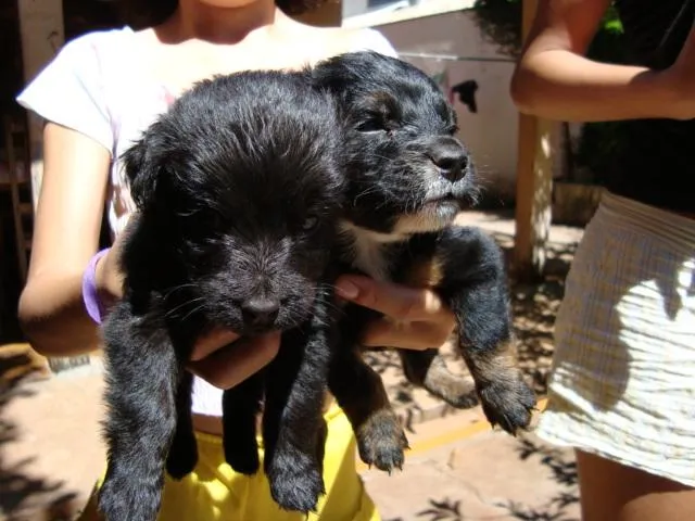 Cachorro ra a SRD idade Abaixo de 2 meses nome    DOAM-SE Filhotin