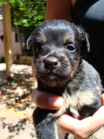 Cachorro ra a SRD idade Abaixo de 2 meses nome    DOAM-SE Filhotin