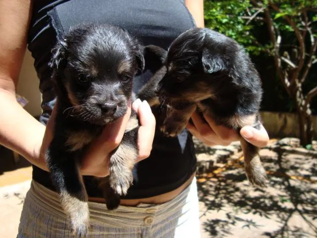 Cachorro ra a SRD idade Abaixo de 2 meses nome    DOAM-SE Filhotin