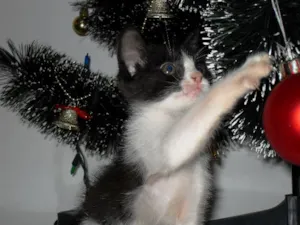 Gato raça Preto e branco idade Abaixo de 2 meses nome Filhote