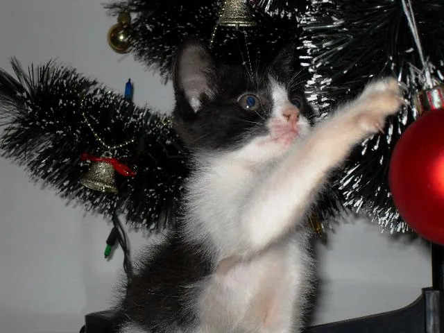 Gato ra a Preto e branco idade Abaixo de 2 meses nome Filhote