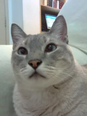 Gato raça Mestiço de Siamês idade 4 anos nome Ricky