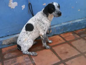 Cachorro raça  idade  nome ENCONTRADO NO B. RA