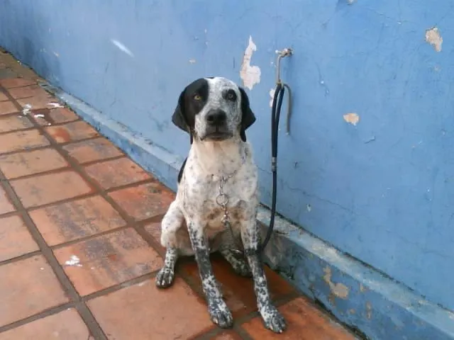 Cachorro ra a  idade  nome ENCONTRADO NO B. RA