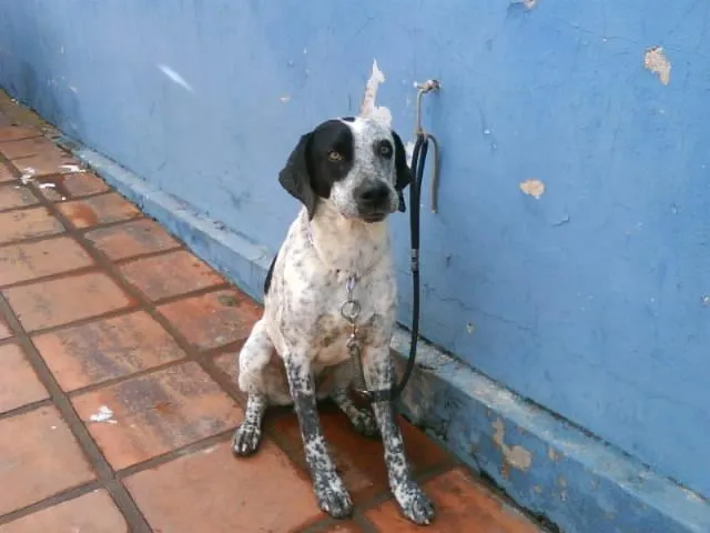 Cachorro ra a  idade  nome ENCONTRADO NO B. RA