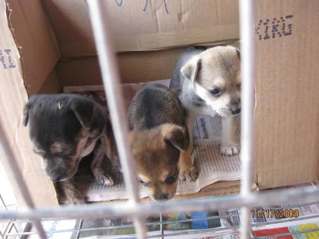 Cachorro ra a SRD idade Abaixo de 2 meses nome Vários