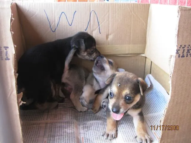 Cachorro ra a SRD idade Abaixo de 2 meses nome Vários