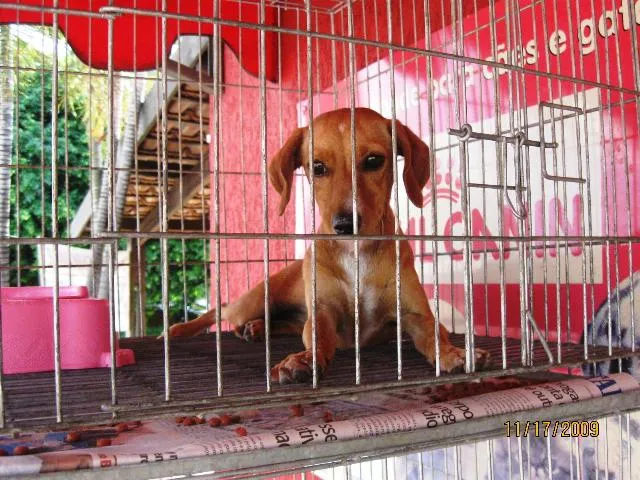 Cachorro ra a SRD idade 2 a 6 meses nome Fêmea para adoção.