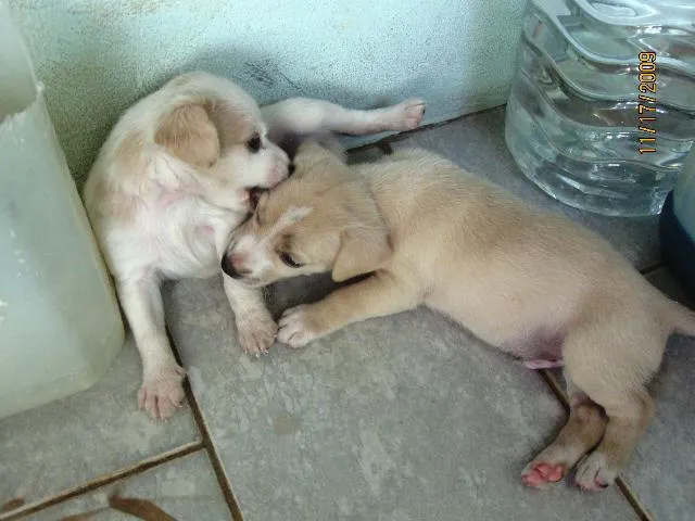 Cachorro ra a SRD idade Abaixo de 2 meses nome Filhotes para adoção.