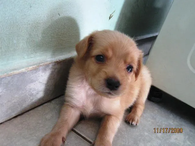 Cachorro ra a SRD idade Abaixo de 2 meses nome Filhotes para adoção.