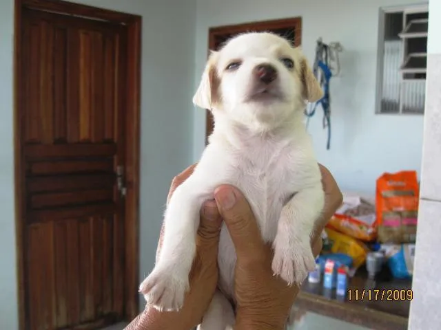 Cachorro ra a SRD idade Abaixo de 2 meses nome Filhotes para adoção.