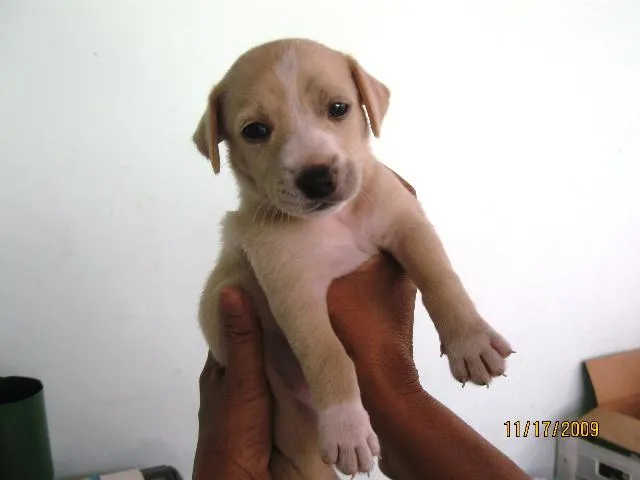 Cachorro ra a SRD idade Abaixo de 2 meses nome Filhotes para adoção.