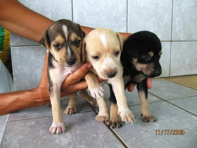 Cachorro ra a SRD idade Abaixo de 2 meses nome Filhotes para adoção.