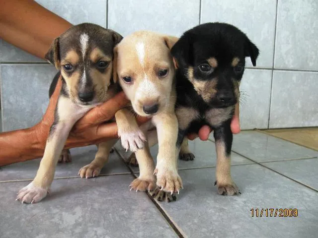 Cachorro ra a SRD idade Abaixo de 2 meses nome Filhotes para adoção.