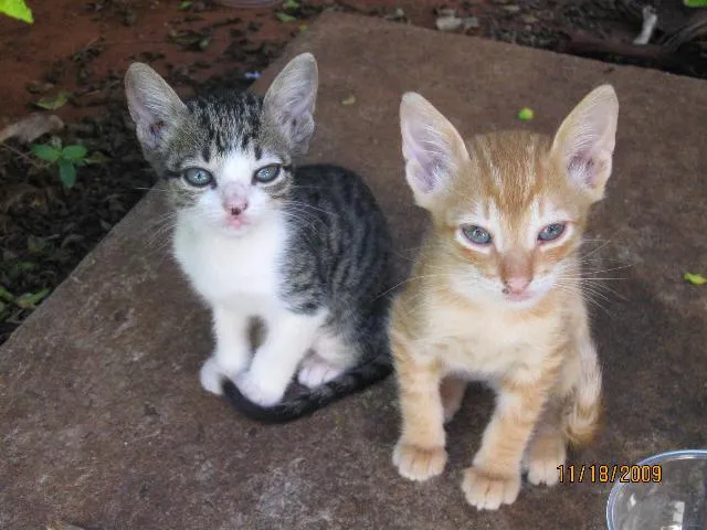 Gato ra a SRD idade Abaixo de 2 meses nome Filhotes para adoção.