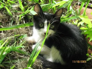 Gato raça SRD idade Abaixo de 2 meses nome Filhotes para adoção.