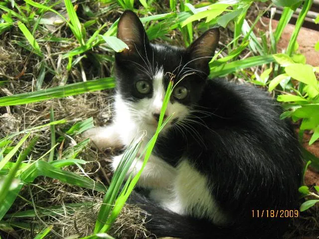 Gato ra a SRD idade Abaixo de 2 meses nome Filhotes para adoção.