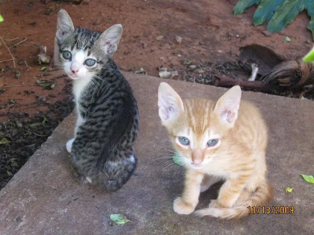 Gato ra a SRD idade Abaixo de 2 meses nome Filhotes para adoção.