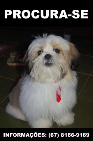 Cachorro ra a Lhasa-apso idade 7 a 11 meses nome Twix