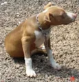 Laika PURA