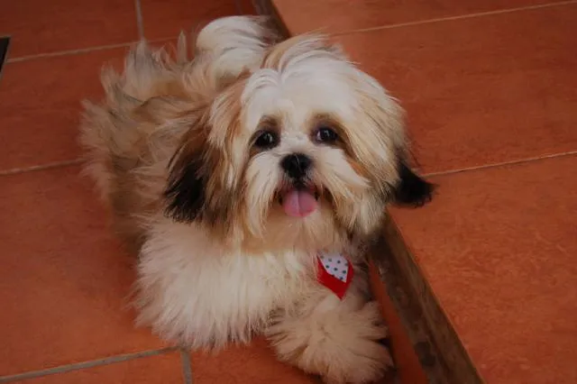 Cachorro ra a Lhasa-apso idade 7 a 11 meses nome Twix