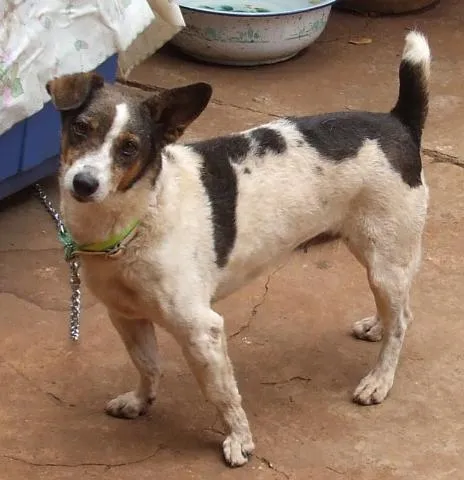 Cachorro ra a SRD idade 2 anos nome Procura e Recompensa