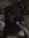 Pequenina Linda