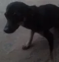 Pequenina Linda
