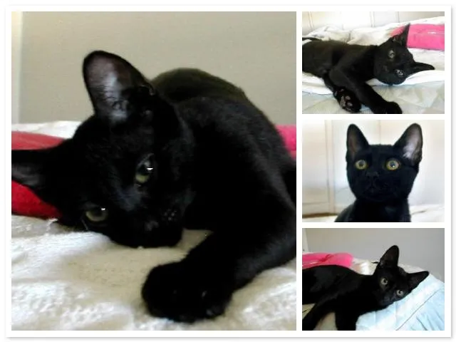 Gato ra a SRD idade Abaixo de 2 meses nome Dudinha