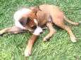Apolo FELIZ