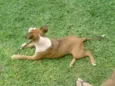 Apolo FELIZ