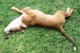 Apolo FELIZ