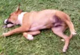 Apolo FELIZ