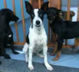 Lindos e Companheiros