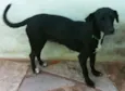 Lindos e Companheiros