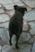 Lindos e Companheiros