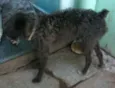 Lindos e Companheiros