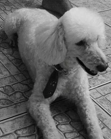 Cachorro ra a Poodle idade 2 anos nome Procura BOMBOM