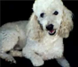 Cachorro ra a Poodle idade 2 anos nome Procura BOMBOM