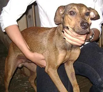 Cachorro ra a Castrados Vermif. idade 1 ano nome DOURADOS doa Urgente